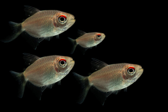 Collection of Red Eye Tetra fish isolated on black background