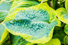 Drops Of Dew Water On A Fresh Green Hosta Leaf - Shallow DOF
