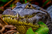 Crocodile From Pantanal - Amazon 