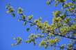 © SERHII BLIK - All the trees bloom in spring