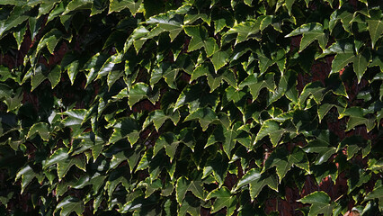 Wall Mural - Green wall of leaves