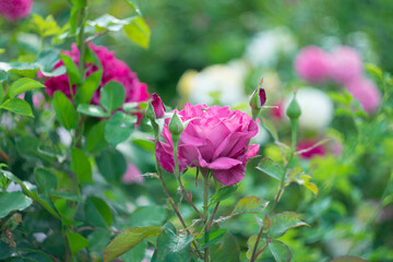 Blooming roses in the park on a natural background