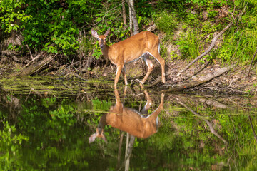 Wall Mural - Female white-tailed deer reflected in calm water
