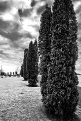 Thuja Trees in Autumn