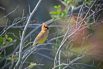 Wall Mural - A Cedar Waxwing in a trail in Mississauga, Canada