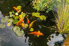 Koi Carp In A Pond Seen From Above, Just After Feeding. Reeds And Water Lillies Are In The Pond.