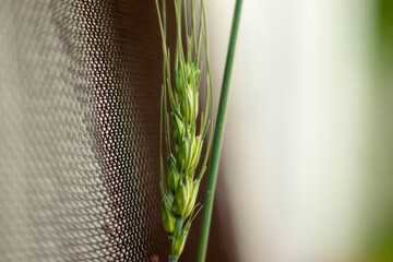 green grass in the morning