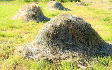 Wall Mural - Dry mowed grass in a field in a village. Straw is animal feed.