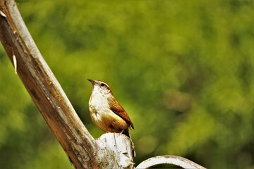 An adorable Carolina Wren (Thryothorus ludovicianus) perching on the wooden pole in the blurry garden background, Spring in GA USA.