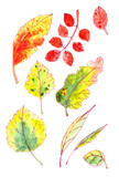 Fototapeta Motyle - set of autumn yellow, red, orange, green leaves. graphic color picture
