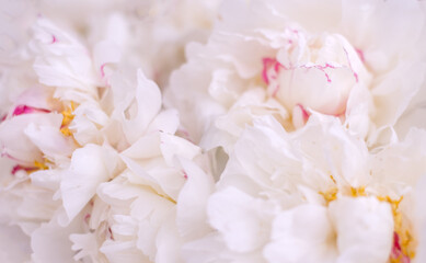 Wall Mural - White peonies close-up. Macro shooting