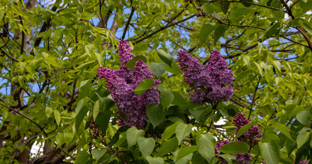 Blooming lilac. Beautiful lilac brush close-up. Lilac Blossom. Lilac Bush blooms. Lilac flowers in the garden.