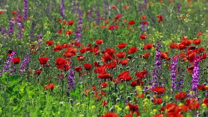 Wall Mural - Nature's spring adventure, flowers and colors
