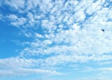 Fototapeta Niebo - Silhouette of a white bird in the blue sky - Lysaker 