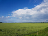 Fototapeta Do pokoju - Beautiful scenery of a green grassy land under a cloudy sky