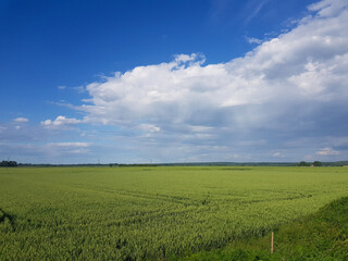 Beautiful scenery of a green grassy land under a cloudy sky