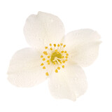 Fototapeta Kamienie - single jasmine flower isolated on white background