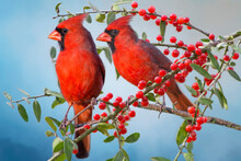 Male Northern Cardinals Perched On Berry Laden Branches In Holly Tree