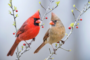 red bird or northern cardinal mates perched on holly branches