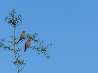 Mr. & Mrs. House Finch in a Big Blue Sky