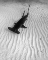 Wall Mural - A Great Hammerhead Shark Swims Over the Sand in the Bahamas