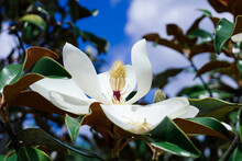 Magnolia Denudata Tree And Flower