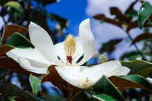 Magnolia Denudata Tree And Flower