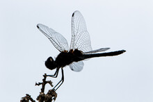 Perching Dragonfly. Dark Silhouette Of The Insect Against Light Sky.