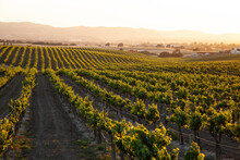 Setting Sun Flooding Golden Light Over Vineyard Countryside With Rolling Hills