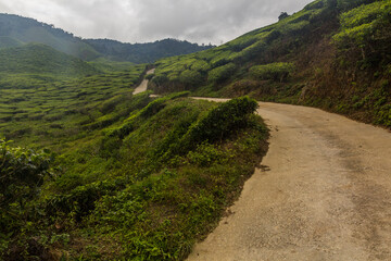 Wall Mural - Path through a tea plantation in the Cameron Highlands, Malaysia