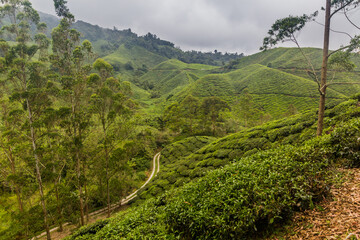 Wall Mural - View of a tea plantations in the Cameron Highlands, Malaysia