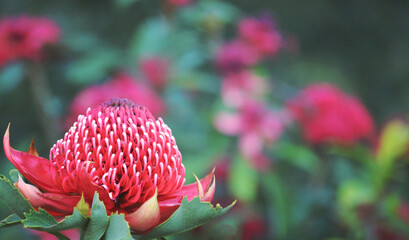 Australian native waratah, Telopea speciosissima, in a colorful spring summer garden. Endemic to New South Wales, family Proteaceae.