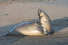 Elephant Seal Young On California Beach