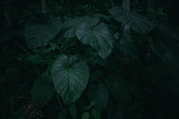 Wall Mural - large taro leaves in the forest