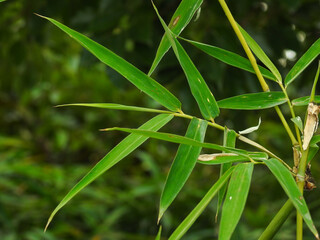  Bamboo Leaves. Bambusa tulda, or Indian timber bamboo, is considered to be one of the most useful of bamboo species. It is native to the Indian subcontinent, Indochina, Tibet, and Yunnan.