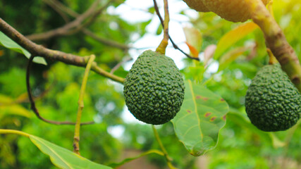 Hass avocado in avocado breeding park, Tak province, Thailand