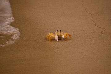 crab on the beach