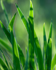 green grass on blue background. Wild Siberian iris (Iris sibirica) grows in wet areas of forests of Yakutia, Russia 