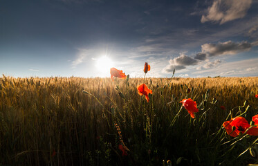 Wall Mural - Poppies in a wheat field.