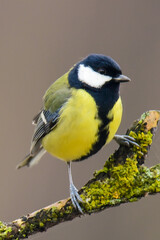 Great tit on a branch with moss