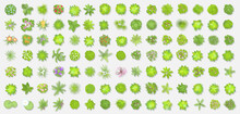 Vector Set. Trees Top View. Different Plants And Trees Vector Set For Architectural Or Landscape Design. (View From Above) Nature Green Spaces.