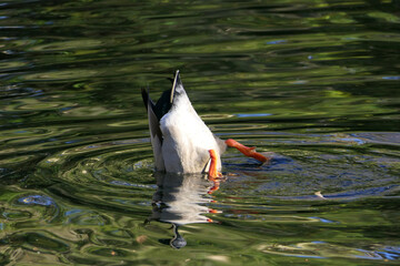 Duck under water: male drake mallard stretches his hindquarters upwards and searches with his head for food