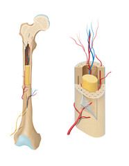 Long bone anatomy