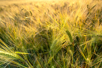 Bearded barley during sunrise near Flaxby, Harrogate, North Yorkshire. It is a member of the grass family, is a major cereal grain grown in temperate climates globally.