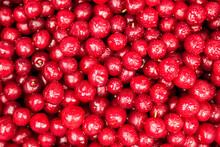 Ed Berry Cranberries Lingonberries Background