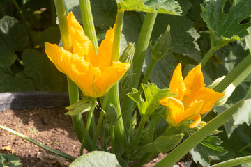 Wall Mural - Zucchini flowers in a vegetable garden during spring