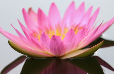 Wall Mural - Pink lotus flowers are blooming beautifully in nature.
