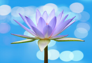 Wall Mural - Purple lotus flowers blooming beautifully on the bokeh background.