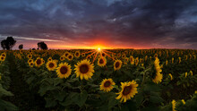 Sunflower Field Under Dramatic Dark Sky And Vibrant Red Sunset With Moving Clouds