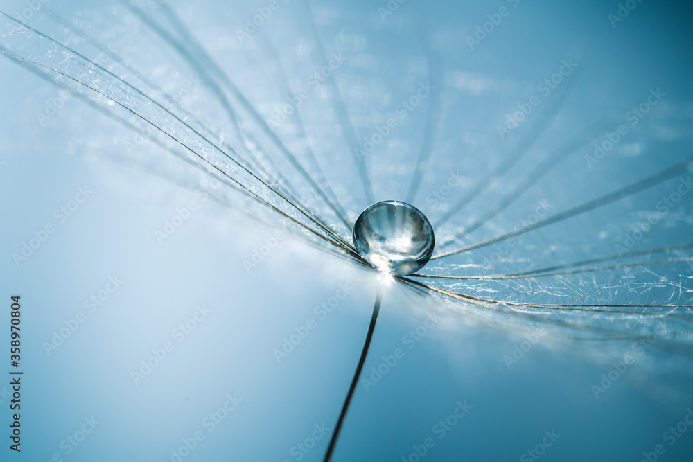 Drops of dew on dandelion seeds. Macro background blue color. Drops of water on the parachutes of a flower. Concept of tranquility a gentle image. - obrazy, fototapety, plakaty 